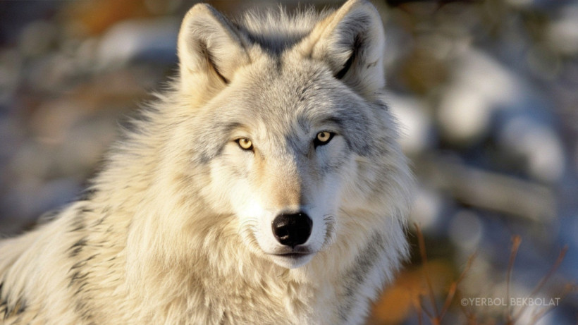  ©El.kz/Ербол БЕКБОЛАТ/Midjourney 