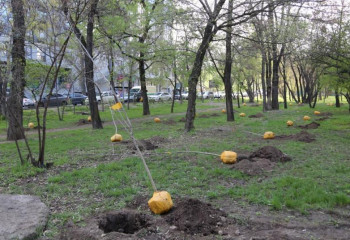 В Алматы стартовала акция «Зелёный двор»: бесплатные саженцы для озеленения