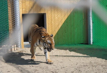 Amur tigers arrive in Kazakhstan