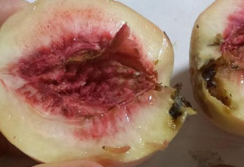 Зараженную партию персиков ввезли из Узбекистана