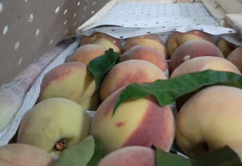 Өзбекстаннан жеткізілген шабдалы партиясынан шығыс жеміс жемірі анықталды