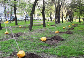 Алматинцам бесплатно раздадут саженцы лиственных деревьев