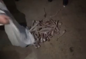 Ақтөбе облысында шопандардан 300-ден астам ақбөкен мүйізі мен қару тәркіленді