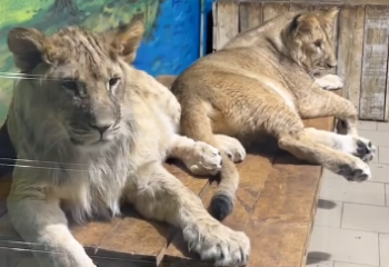 Пытались похитить и продать двух львят работники зоопарка Караганды