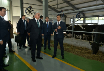 Президент «Бөрте Милка» тауарлы сүт фермасымен танысты