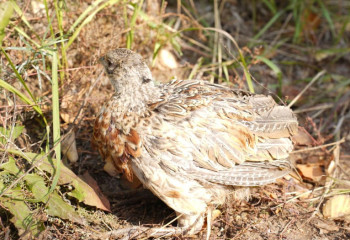 В зеленом поясе для сохранения биоразнообразия выпущено 1800 фазанов
