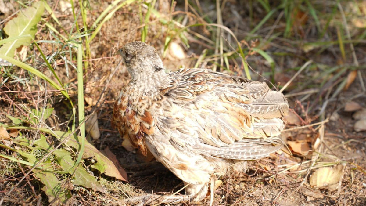  © facebook/Kanalimov 