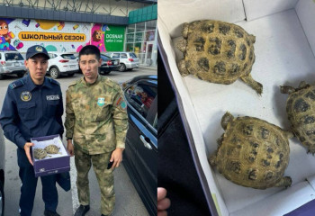 Редких черепах пытались продать в зоомагазине Усть-Каменогорска