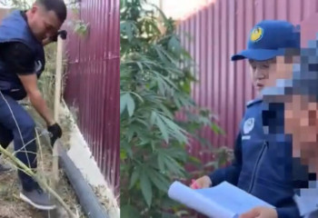 В Атырауской области мужчина вырастил 47 кустов конопли в своем огороде