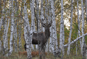 В «Бурабае» начался сезон гона оленей: что нужно знать об этом периоде