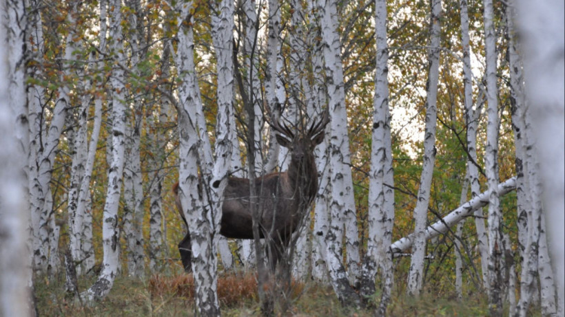  © Алена Кошкина 