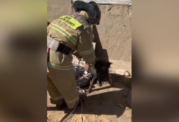 Необычный вызов на номер 112: собаку спасли в Актюбинской области