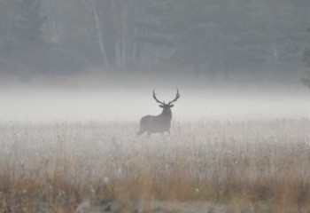 «Бурабай» паркінде бұғылардың шағылысу маусымы басталды: бұл кезең туралы не білу керек