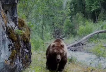 Тянь-Шань қоңыр аюы фототұзаққа түсіп қалды