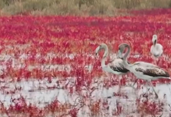 Ақтауға қоқиқаздар ұшып келді