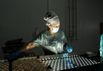 Жамбылда жылына 30 млн жұмыртқа шығаратын инкубатор іске қосылды