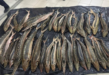 Атырауда 245 келіге жуық бекіре тұқымдас балық өнімдері тәркіленді