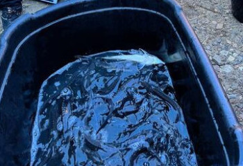 В Иртыш выпустили 128 тысяч мальков Сибирского осетра для восстановления популяции