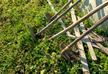 Сенатор попросил помочь фермерам масличных культур