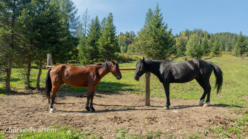  El.kz/Артем Чурсинов 