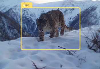 Snow leopards caught on camera   in Almaty region