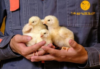 Инкубатор мощностью в 38 миллионов птенцов в год построили в Таразе