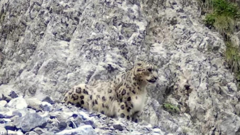  видеодан скрин 