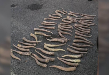 Более 70 рогов сайгака изъяли у мужчины полицейские в Атырау