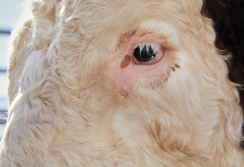 БҚО-да 5 мыңнан астам мал бруцеллез жұқтырған