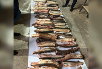 Атырауда жүргізуші көлігінен 70 келі бекіре балығы табылды