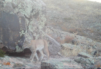 Фотоловушки запечатлели редких манулов на юге Карагандинской области