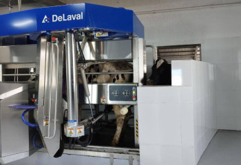 ТОО в Туркестанской области стало крупнейшей роботизированной молочной фермой в Центральной Азии