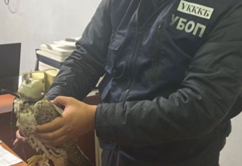 «Қызыл кітапқа» енген сұңқарларды заңсыз аулағандар ұсталды