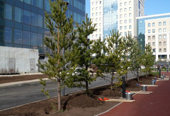 В Астане депутаты всех созывов открыли аллею в честь 30-летия маслихата