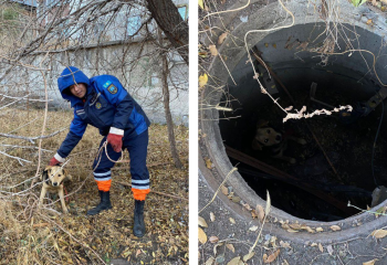 Спасатели Темиртау вызволили собаку из колодца