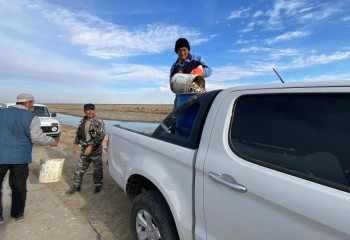 120 000 мальков рыб спасли на отшнурованном водоеме в Атырауской области