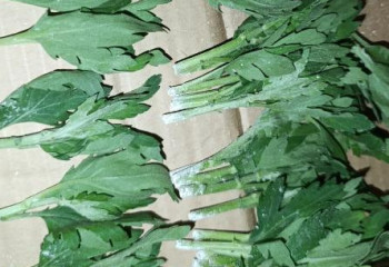 Зараженные опасной болезнью 160 тысяч цветов пытались провезти в Казахстан