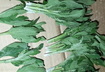 Қазақстанға Нидерландтан ақ тот жұқтырған 160 мыңға жуық хризантема әкелінген