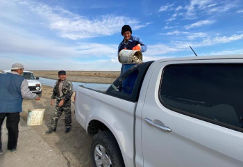 Бөлшектенген су айдындарынан балық шабақтары құтқарылды