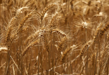 Әлемдік нарықта бидай мен арпа бағасы қымбаттап барады