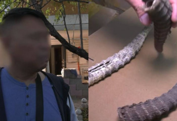 В Алматы изъяли около 4,5 тысяч рогов сайгака у гражданина КНР