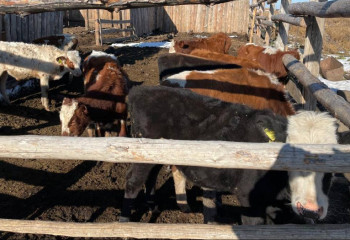 Пропавший скот на сумму около миллиона тенге возвращён владелице в Акмолинской области