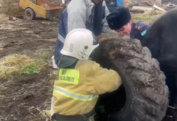 Необычное спасение в Риддере: сотрудники МЧС помогли освободить застрявшую в автопокрышке корову