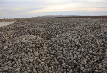 Жамбыл облысында қант қызылшасын жинау жұмыстары қызу жүріп жатыр