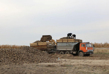Ербол Карашукеев ознакомился с ходом уборки сахарной свеклы