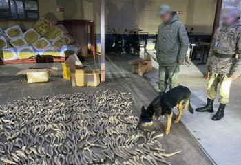 Больше 900 рогов сайги пытались вывезти из страны