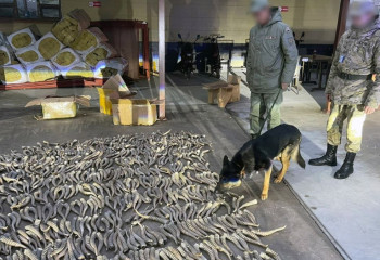 Елден 1 мыңға жуық киік мүйізін шығармақ болғандар ұсталды