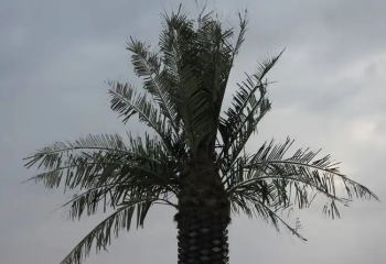 Прощай, экзотика: с набережной Актау уберут известные всем пальмы