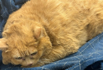 Ставший звездой соцсетей 17-килограммовый кот умер в приюте