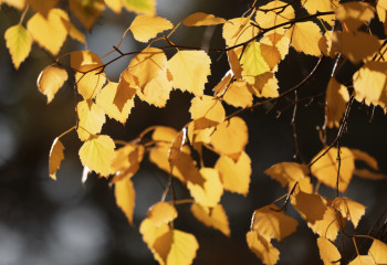 Қарашада ауа райы қандай болады?